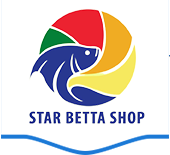 Cá Betta - Star Betta Shop