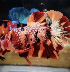 Koi Nemo Copper
