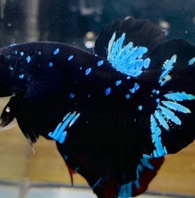 Black Blue Galaxy