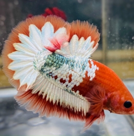 Facy Copper