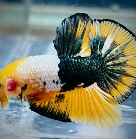 Yellow Facy 