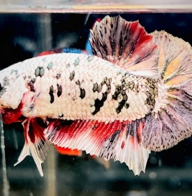 Koi Copper