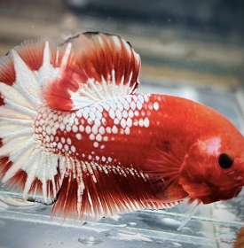 Facy Copper