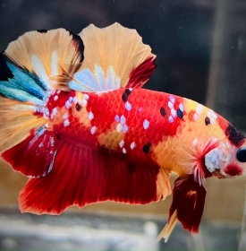Koi Nemo Galaxy