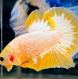Yellow Facy 