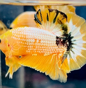 Yellow Facy 