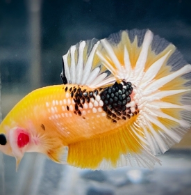 Yellow Fancy