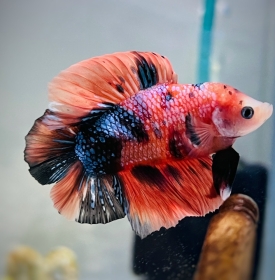 Doubletail  Koi