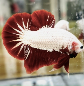 Rồng Đỏ
