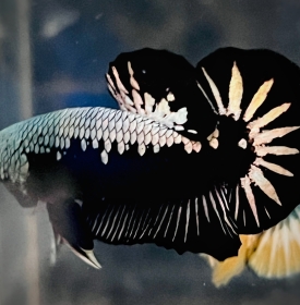 Samurai 