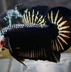 Samurai 
