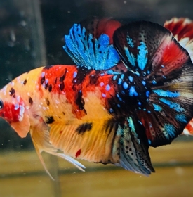 Koi Nemo Galaxy
