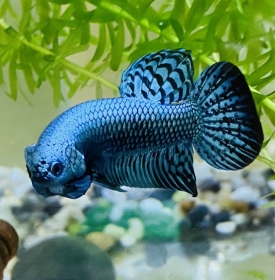 Alien Blue 
