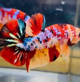Koi Nemo Galaxy