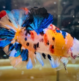 Koi Galaxy
