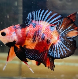 Doubletail  Koi
