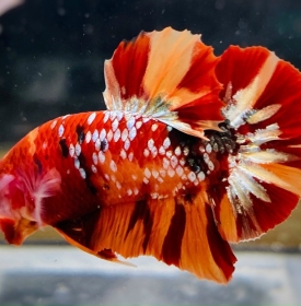 Koi Nemo Copper