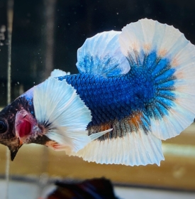 Dumbo Blue 