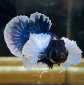 Dumbo Blue 