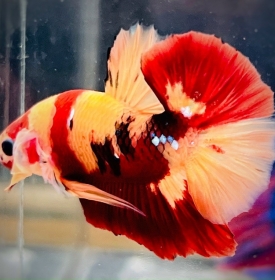 Nemo