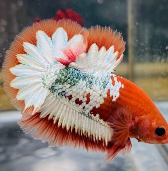 Facy Copper